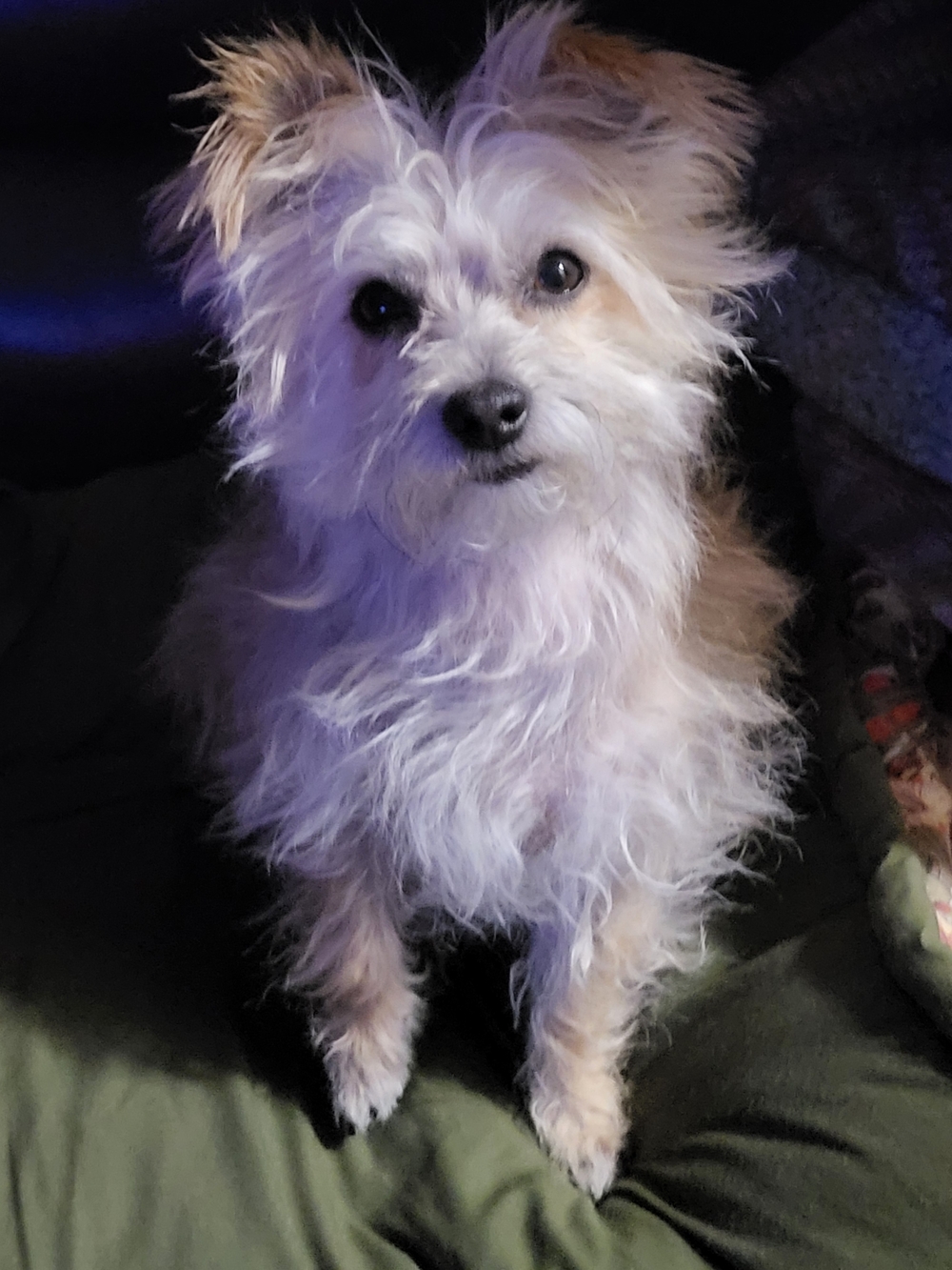 My Little Shotzie! Very Pet Friendly And Hypoallergenic! 🐾🐾❤️